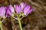 Curtiss' milkwort